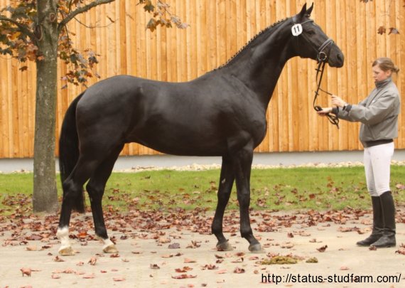 don-index-hanoverian-stallion-black-dressagehorses-sire-leisurehorses-eventinghorses-ankum-998253_5