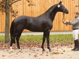 don-index-hanoverian-stallion-black-dressagehorses-sire-leisurehorses-eventinghorses-ankum-998253_5